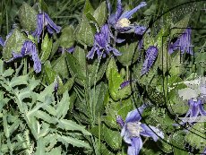 Ломонос цельнолистный 003